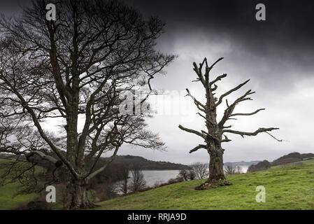 Die Reste eines toten Trauben-eiche Quercus pontica Baum neben einer gesunden Baum in einem Feld an der Küste des Flusses Fal in Cornwall. Stockfoto