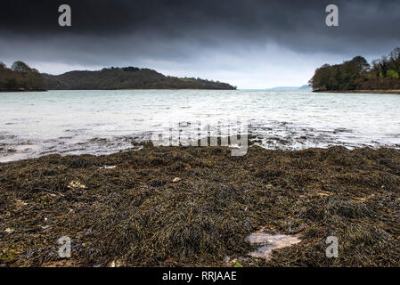 Blase Fucus vesiculosus Rack Algen in der Gezeitenzone an der Küste des Flusses Fal in Cornwall wachsen. Stockfoto