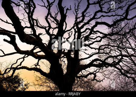 Eine alte Stiellose Eiche Quercus pontica silhouetted gegen die untergehende Sonne. Stockfoto