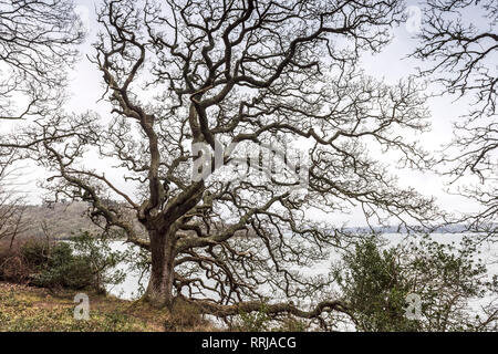 Ein Wald von Trauben-eiche Quercus pontica Bäume am Ufer des Flusses Fal in Cornwall. Stockfoto