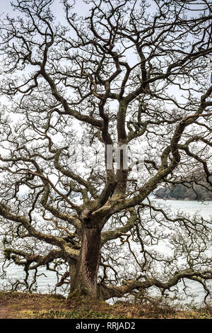 Trauben-eiche Bäumen Quercus pontica in einem Waldgebiet am Ufer des Flusses Fal in Cornwall. Stockfoto