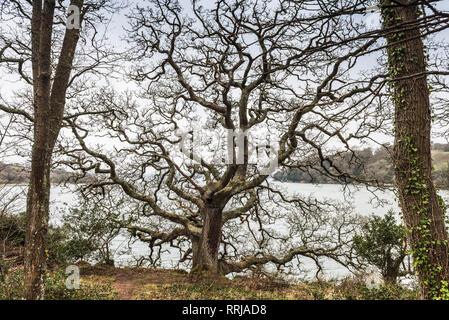 Ein Wald von Trauben-eiche Quercus pontica Bäume am Ufer des Flusses Fal in Cornwall. Stockfoto