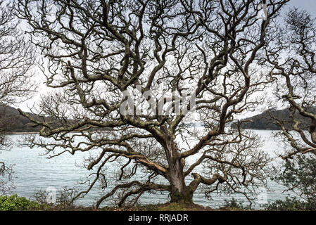 Ein Wald von Trauben-eiche Quercus pontica Bäume am Ufer des Flusses Fal in Cornwall. Stockfoto