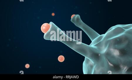 Makrophage engulfing pathogen. 3D-Darstellung. Weiße Blutkörperchen. Immunsystem. Stockfoto