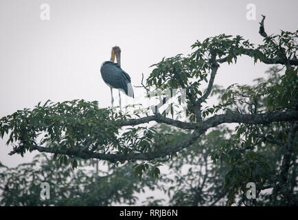 Weniger adjutant Stork in Chitwan Nationalpark Nepal Stockfoto