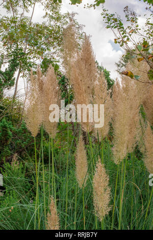 Heiße Sommer in einem Garten mit Blumen und Schmetterlingen Stockfoto