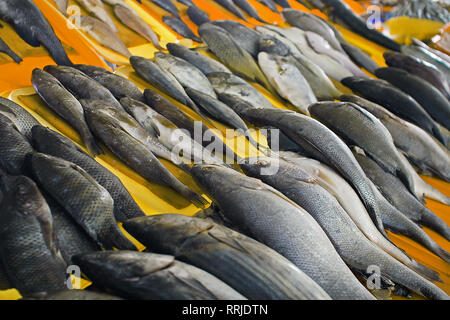 Verschiedene Arten von frischem Fisch Anzeige im Verkauf bei Sea Food Markt in Chorrillos, Lima, Peru Stockfoto