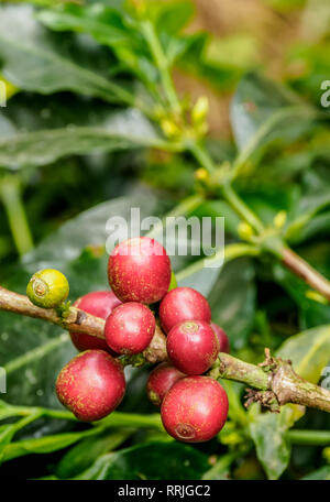 Kaffeekirschen, Kaffee Dreieck, Salento, Quindio Abteilung, Kolumbien, Südamerika Stockfoto