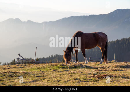 Wild Mountain Horse Fütterung auf Gras oben in den Bergen Piatra Mare, Rumänien, Teil der Karpaten, auf einem Herbstnachmittag mit hellen, warmen Sonne. Stockfoto