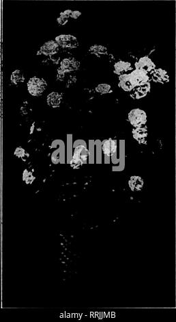 . Floristen Review [microform]. Blumenzucht. Mahch 29, 1917. Die Floristen Review 75 diuiuiiiiiiiiiiiiiiiiiiiiiiiiiiiiiiiiiiiiiiiiiiiiiiiiiiiiiiiiiiiiiiiiiiiiiiiiiiiiiiiiiiiiiiiiiiiiiiiiiiiiiiiiiiiiiiiiiiiiiiiiiiiiiiiiiiiiiiiiiiiiiiiiiiiiiiiiii!^1 Ostern Dekorationen ALEX. McCONNELL Gärtner und Floristen 611 Fifth Avenue New York City, Ecke 40 - Ninth Street persönlichen und effizienten Service für alle Bestellungen für New York und Umgebung. Fernschreiber Bestellungen für Ostern weitergeleitet zu jedem Teil der Vereinigten Staaten, in Kanada, und die wichtigsten Städte in Europa, wo der Krieg nicht thi machen Stockfoto