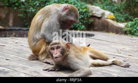 Monkey Familie, Mutter kümmert sich um ein Baby. Monkey macaque im Regenwald. Affen in der natürlichen Umwelt. China Hainan Stockfoto
