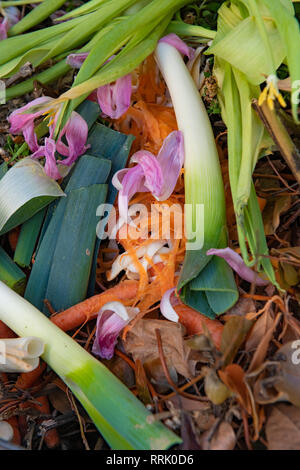 Ein Haufen organischer Abfall aus Gemüse, Blumen- und Gartenabfälle. Stockfoto