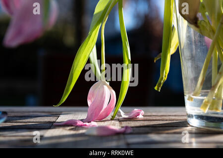 Verwelkte Tulpe hängt, Kopf in wunderschönen Anmut. Stockfoto