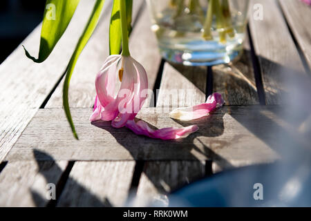 Verwelkte Tulpe hängt, Kopf in wunderschönen Anmut. Stockfoto