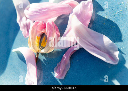 Schöne Rose verwelkt tulip Blätter auf blauen Platte. Stockfoto