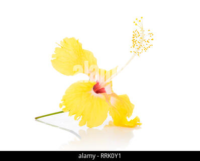 Yellow Hibiscus Flower auf weißem Hintergrund Stockfoto