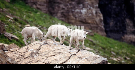 Mountain Goat Kinder (Oreamnos americanus), Glacier National Park, Montana, USA Stockfoto