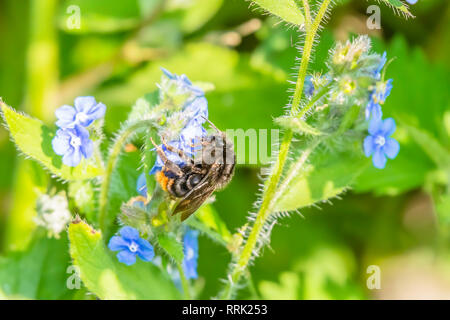 Biene sammelt Nektar von Blau vergiss mich nicht Blumen wachsen auf britische Wiese im Frühling. Insekt bestäubt Wildblumen. Natur Details im Vordergrund. Stockfoto