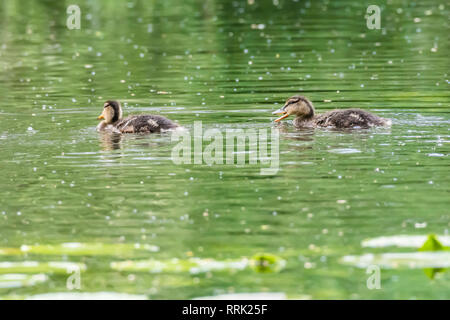 Zwei süße Entlein schwimmen im grünen See im Frühjahr. Helle und lebendige Natur Bild mit kopieren. britischen Wildlife im Frühling. Küken in Wasser. Stockfoto