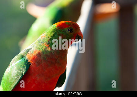 Junge männliche König Parrot auf einem Balkon Geländer, Gloucester, New South Wales, Australien Stockfoto