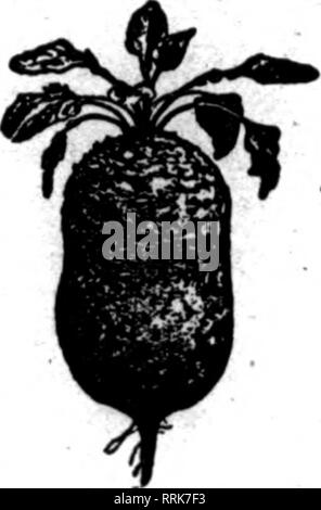 . Floristen Review [microform]. Blumenzucht. TH £ IDEAL FLORISTEN VAKIBTY. Pkt., 16 a;^ ok., 35 c;> ein oz., 60 a: 1 ox., $ 1,00; U, lb., $ 3,26; lb., $ lS. OO. WINTX: R-FI.0 WI: BIN 6 SPKNCER SWEBT PB als: Barlr Karlj Miornins Stern, Schneeflocke, Pck. Seeda IST. 26 c; H os., $ 1,60; Oe., $ 6,00. Karly Spiine Zimmermädchen. Anfang der Melodie, frühen Songbird, Pck. 26 aeedg. 26 c: ^4os.. $ 1,26; Oz, S 4.00. Frühe Heather Bell, Pck. 26 Samen, 2.x::> "oz., $ 1,60; ot., | 18.00. Pkt. 18 Samen jedes beliebige der folgenden yarletles. 20c: 6 pkts., | l eO Concord Pink, Crimson, Concord Concord Concord Liavender, Weiß, Concord^ Salm Stockfoto