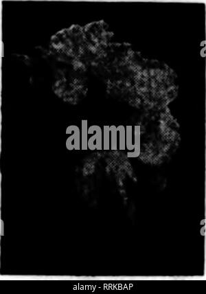 . Floristen Review [microform]. Blumenzucht. SPLIT NELKEN leicht ausgebessert wltii CarMtiMi Sttpies Pillsbny's "beste Gerät auf dem Markt.". Joseph Trandt" C! onId alons nicht ohne sie."^ sTw. Hecht. ION.ssc: aan hr tiji. psstaau L L Pilbbivy. Gilesbwi, W. Bitte beachten Sie, dass diese Bilder sind von der gescannten Seite Bilder, die digital für die Lesbarkeit verbessert haben mögen - Färbung und Aussehen dieser Abbildungen können nicht perfekt dem Original ähneln. extrahiert. Chicago: Floristen Pub. Co Stockfoto