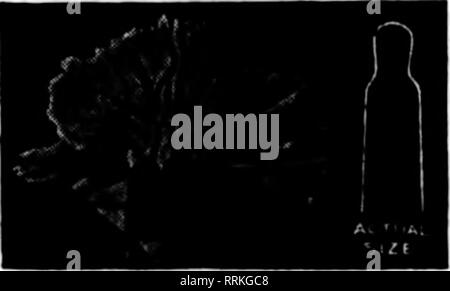 . Floristen Review [microform]. Blumenzucht. Jandaet 2, 1919. Die Floristen^ Review 69 FARNE FARNE. Unsere Farne sind sehr fein in diesem Jahr, und wir geben Ihnen gute Lager. NEPH. Bostoniensis. 6-in.-Töpfe, $ 6,00 pro Doz. NEPH. Scottii und Teddy Jr. 4-in.-Töpfe, $ 3,00 pro dtz.; 6-in.-Töpfe, $ 7,20 pro dtz.; 7-in.-Töpfe, $ 12,00 pro dtz.; 8-in.-Töpfe, $ 1,50; 12-in.-Whirlpool Farn, $ 3,00. NEPH. Norwood. 6-in.-Töpfe, $ 7,20 pro Doz. NEPH. Smithii. 4-in.-Töpfe, $ 3,00 pro Doz. HOLLY FARNE. 4-in.-Töpfe, $ 2,00 pro Doz. ASPLENIUM nidus-avis (Bird's Nest fern). 5-in.-Töpfe, feine Lager, $ 0.00, $ 12,00, 15,00 $ pro Doz Stockfoto