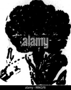 . Floristen Review [microform]. Blumenzucht. Nach. SPLIT aRNATIONS leicht ausgebessert witii Pillsbvry der Nelke ScapJK" beste Gerät auf dem Markt." Joseph Trandt" konnte nicht Fet zusammen mit - Hafer." 8. W. Hecht. 1000.3 Sc: 3000 HR I 1 J 0. HstvaM L L Pilisbwy, Gdesbwf, Ul erwähnen die Beriew wenn yoa Writ*. RE6, eine Druckerei Lares Rum von Katalogen Oar Spadaltr-Oet Unsere Ficuraa. 531-537 Plymouth PI., CHICAOO UeatloB der RoTlew wbea Ro" verfahrensurkunden.. Bitte beachten Sie, dass diese Bilder aus gescannten Seite Bilder, die digital für die Lesbarkeit erhöht worden sein können extrahiert werden - coloratio Stockfoto