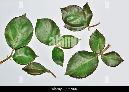 Einstellen der Grünen frische Rose Blätter in der Nähe auf weißem Hintergrund Stockfoto