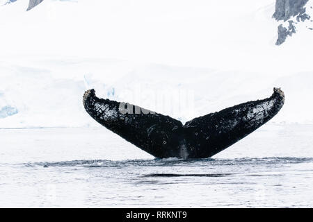 Buckelwal, Wilhelmina Bucht, Antarktis, 13. Januar 2019 Stockfoto