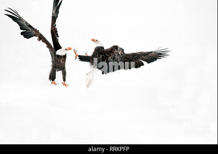 Weißkopfseeadler Aggression Stockfoto