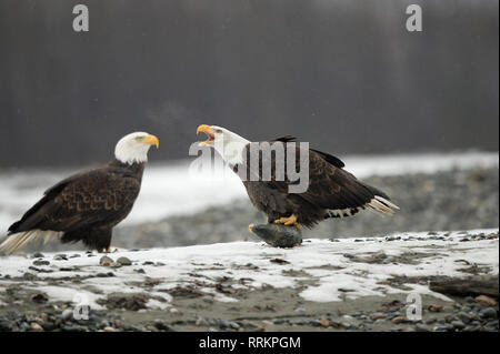 Reife bald eagle Holding a Chum salmon Kopf und Intonation eine Warnung zu einem zweiten Eagle Stockfoto