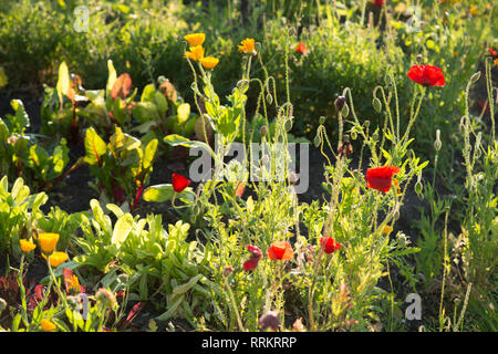 Schweden - Baum, mehrjährig, länglich, Stamm, Stamm, Pflanzen, Moos, Grün, Algen, leben, Algen, Pilze, Sonnenlicht, Leben, Endosymbiose, cyanobakterien Stockfoto