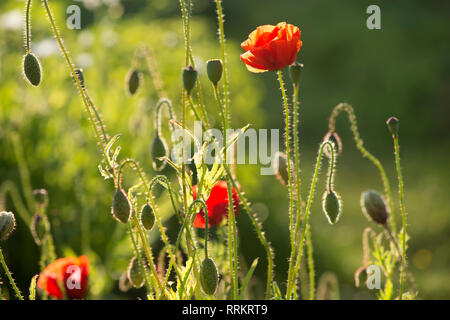 Schweden - Baum, mehrjährig, länglich, Stamm, Stamm, Pflanzen, Moos, Grün, Algen, leben, Algen, Pilze, Sonnenlicht, Leben, Endosymbiose, cyanobakterien Stockfoto