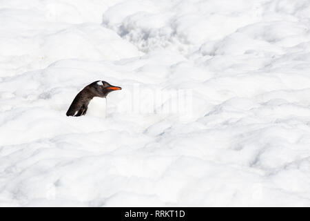 Gentoo Pinguin stehend in tiefem Schnee, Cuverville Island in der Antarktis vom 13. Januar 2019 Stockfoto