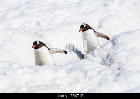 Gentoo Pinguin stehend in tiefem Schnee, Cuverville Island in der Antarktis vom 13. Januar 2019 Stockfoto