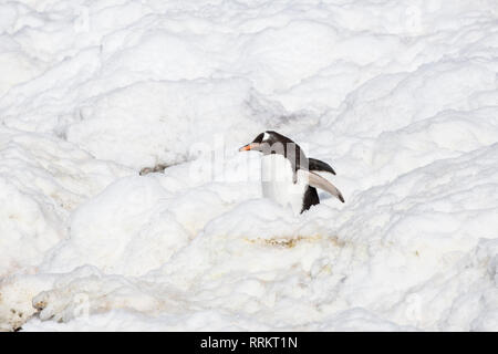 Gentoo Pinguin stehend in tiefem Schnee, Cuverville Island in der Antarktis vom 13. Januar 2019 Stockfoto