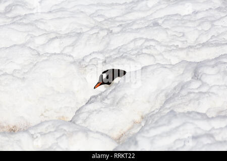 Gentoo Pinguin stehend in tiefem Schnee, Cuverville Island in der Antarktis vom 13. Januar 2019 Stockfoto