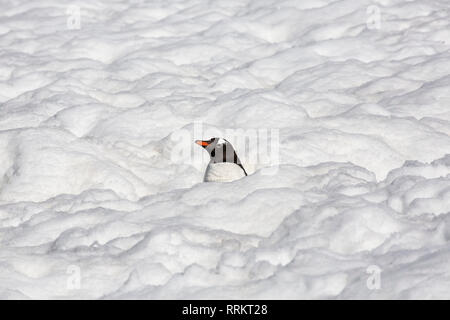 Gentoo Pinguin stehend in tiefem Schnee, Cuverville Island in der Antarktis vom 13. Januar 2019 Stockfoto