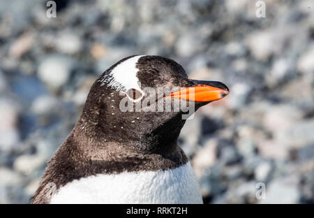 Gentoo Pinguin, die Nahaufnahme des Kopfes, Cuverville Island in der Antarktis vom 13. Januar 2019 Stockfoto