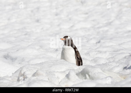 Gentoo Pinguin stehend in tiefem Schnee, Cuverville Island in der Antarktis vom 13. Januar 2019 Stockfoto