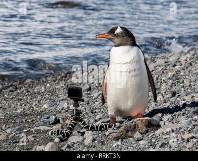 Gentoo Pinguin spielen mit GoPro Kamera, Cuverville Island in der Antarktis vom 13. Januar 2019 Stockfoto