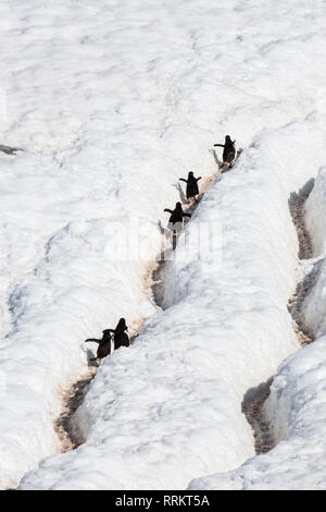 Gentoo Penguins klettern Schneehang, Cuverville Island in der Antarktis vom 13. Januar 2019 Stockfoto