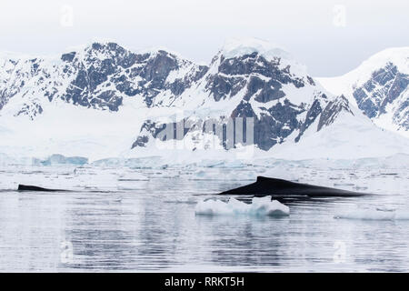 Buckelwal, Wilhelmina Bucht, Antarktis, 13. Januar 2019 Stockfoto