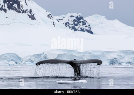 Buckelwal, Wilhelmina Bucht, Antarktis, 13. Januar 2019 Stockfoto