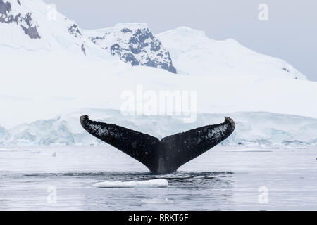 Buckelwal, Wilhelmina Bucht, Antarktis, 13. Januar 2019 Stockfoto