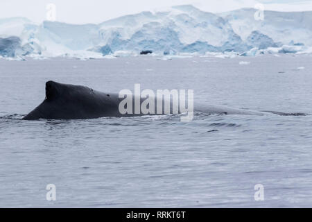 Buckelwal, Wilhelmina Bucht, Antarktis, 13. Januar 2019 Stockfoto