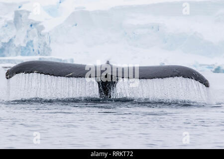 Buckelwal, Wilhelmina Bucht, Antarktis, 13. Januar 2019 Stockfoto