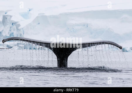Buckelwal, Wilhelmina Bucht, Antarktis, 13. Januar 2019 Stockfoto