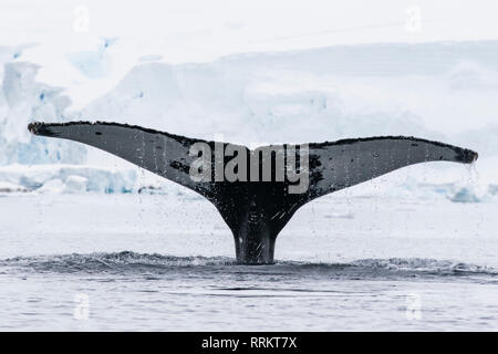 Buckelwal, Wilhelmina Bucht, Antarktis, 13. Januar 2019 Stockfoto